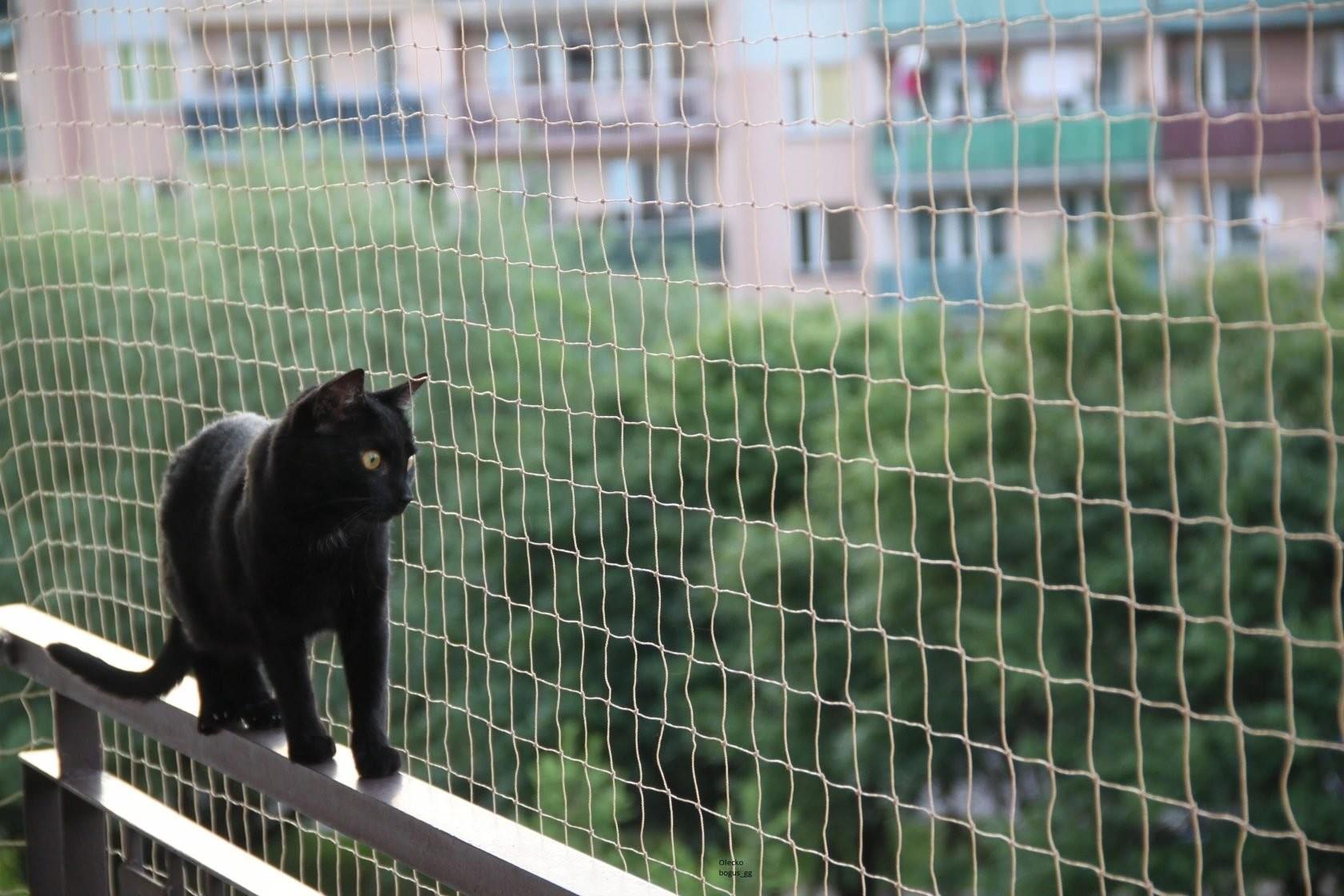 Kedi Filesi